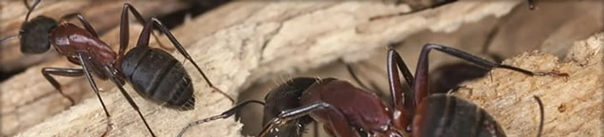Close-up of ants on wood showing an active ant infestation in Denver, CO