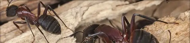 Close-up of ants on wood showing an active ant infestation in Denver, CO