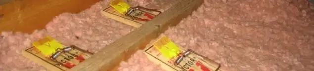 Mouse traps placed in an attic for rodent control in Denver, CO