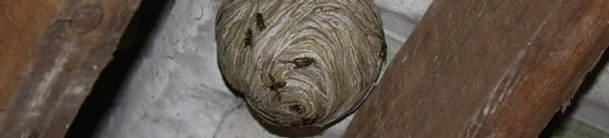 Wasp nest in an attic space, a common home infestation risk in Denver, CO