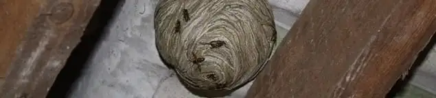 Wasp nest in an attic space, a common home infestation risk in Denver, CO