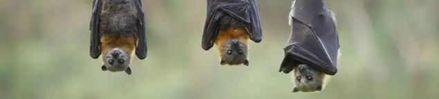 Bats roosting together, a common sign of a bat infestation in Denver, CO