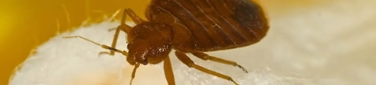 Close-up of a bed bug, a sign of an active infestation in Denver, CO
