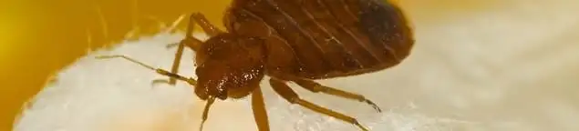 Close-up of a bed bug, a sign of an active infestation in Denver, CO