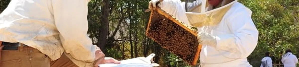 Bee removal specialists relocating a hive and honeycomb safely in Denver, CO