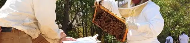 Bee removal specialists relocating a hive and honeycomb safely in Denver, CO