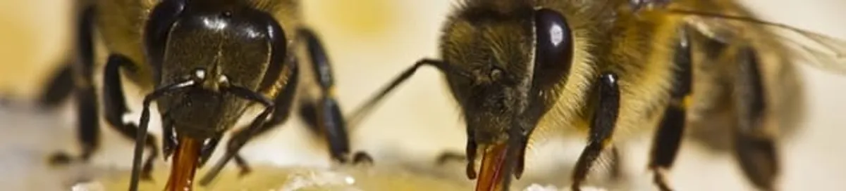 Close-up of honey bees, a sign of a nearby hive in Denver, CO
