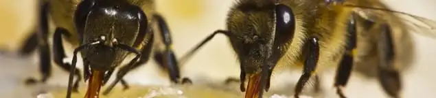 Close-up of honey bees, a sign of a nearby hive in Denver, CO