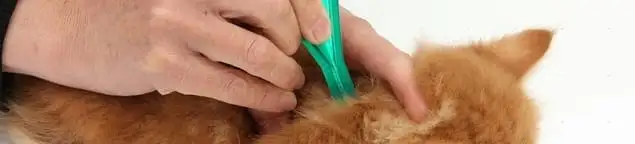 Flea treatment for pets using a flea comb, a sign of flea problems in Denver, CO