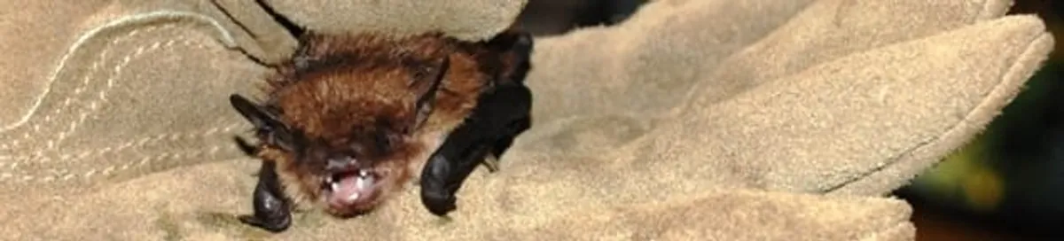 Bat removal specialist holding a bat safely during humane exclusion in Denver, CO