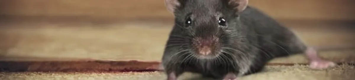 Mouse indoors, a common sign of a rodent infestation in Denver, CO