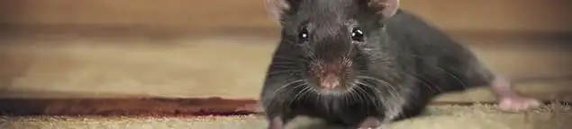 Mouse indoors, a common sign of a rodent infestation in Denver, CO