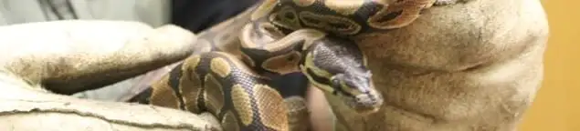 Snake removal specialist safely handling a snake with protective gloves in Denver, CO