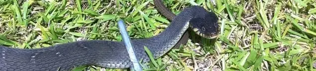 Snake in a yard, a common sign of a snake problem near a home in Denver, CO