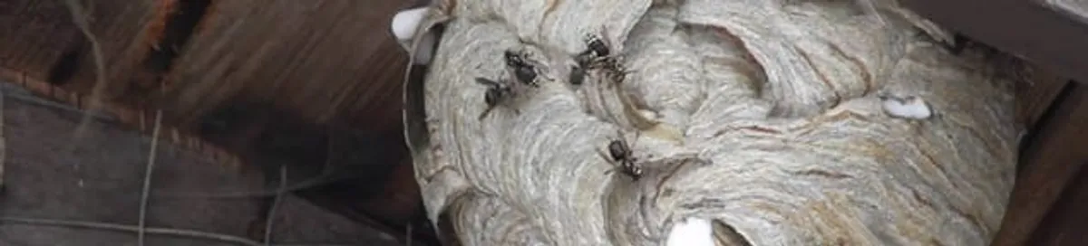 Close-up of a wasp nest with active wasps, a sign of an infestation in Denver, CO
