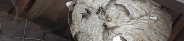 Close-up of a wasp nest with active wasps, a sign of an infestation in Denver, CO